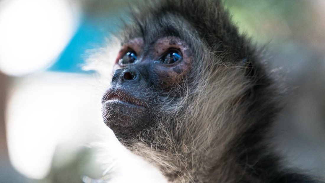 Spider monkey's face gazing upward in close-up