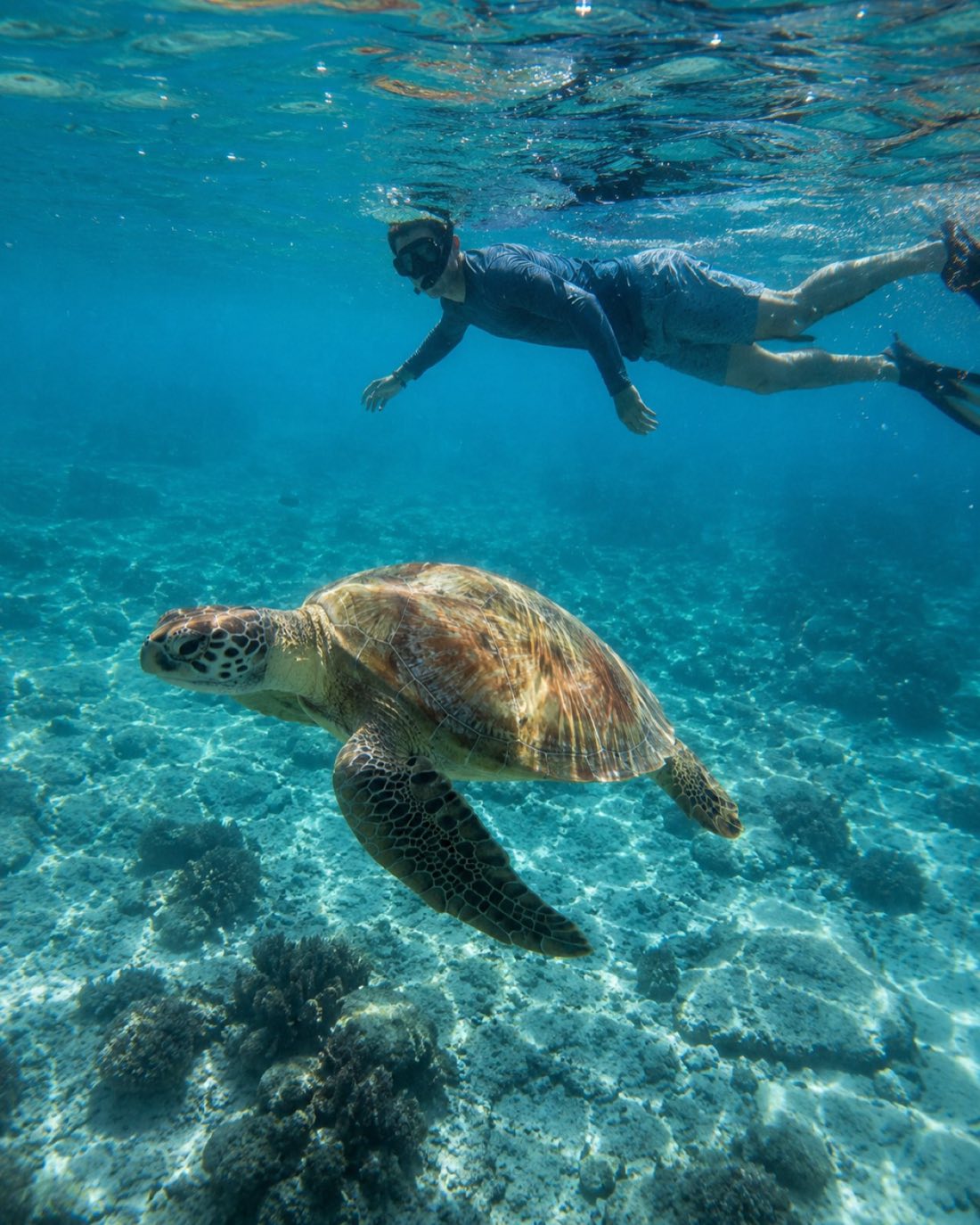 Snorkelers gliding above a sea turtle over coral reef