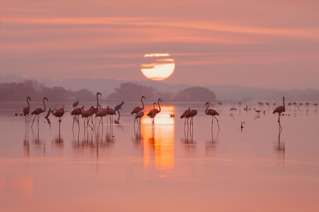 Flamingos wading in still water at pink sunrise